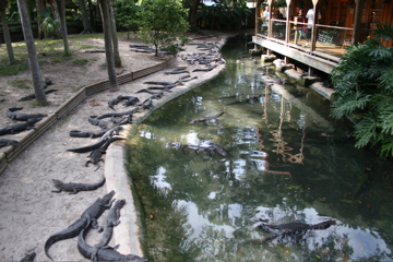 Alligator Nursery IMG_2525.JPG